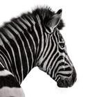 Investec GLL